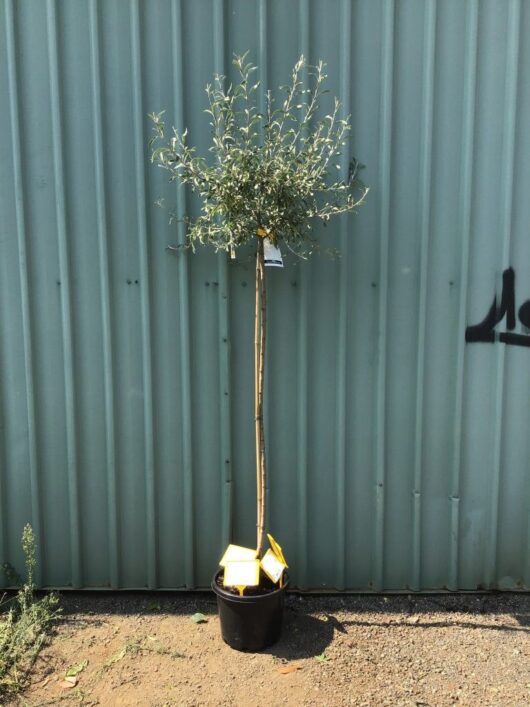 Pyrus 'Weeping Silver Pear' 10" Pot - Hello Hello Plants & Garden Supplies