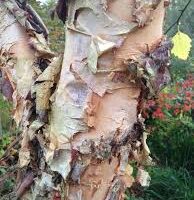 Close-up of a Betula 'River Birch' 13" Pot tree trunk with peeling bark, revealing a mix of brown, tan, and green layers. The background includes various types of foliage, all thriving beautifully in a spacious 13 inch pot.
