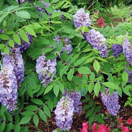 Wisteria 'Amethyst Falls' 8" Pot Growers Flash Sale!