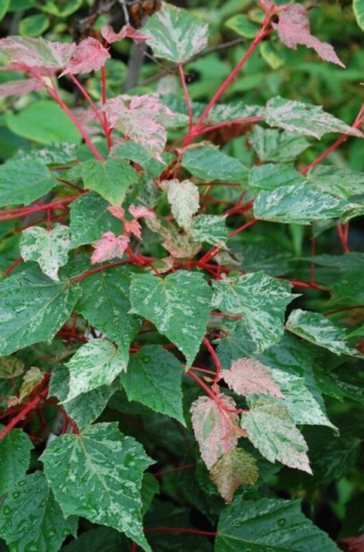 Acer Esk 'Flamingo' Japanese Maple 12" Pot