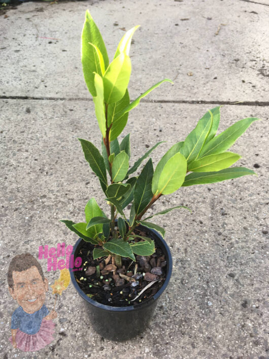 Laurus 'Bay Tree' in a 6" black pot on a concrete surface with a colorful sidewalk chalk drawing beside it.