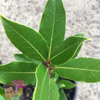 Bay Tree