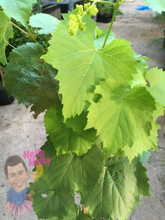 Vitis coignetiae 'Crimson Glory Vine' leaves in focus with a small, illustrated figure saying "hello" at the bottom corner.