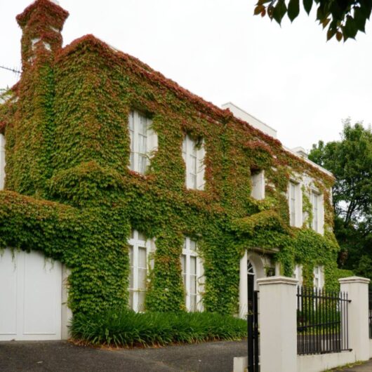 Hello Hello Plants Nursery Campbellfield Melbourne Victoria Australia Parthenocissus Boston Ivy covering house