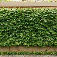 Hello Hello Plants Nursery Campbellfield Melbourne Victoria Australia Parthenocissus Boston Ivy green wall on fence