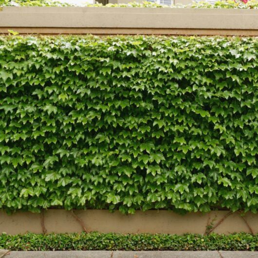 Hello Hello Plants Nursery Campbellfield Melbourne Victoria Australia Parthenocissus Boston Ivy green wall on fence