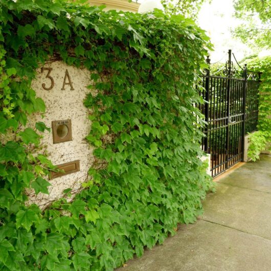 Hello Hello Plants Nursery Campbellfield Melbourne Victoria Australia Parthenocissus Boston Ivy over fence iron gate green leaves