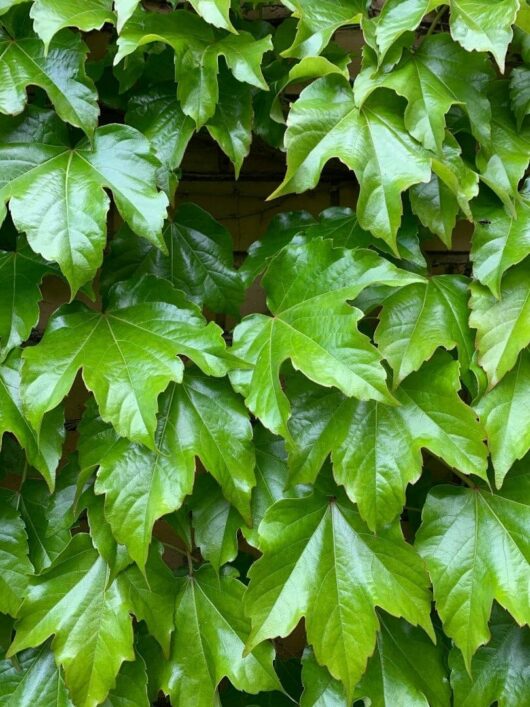 Parthenocissus 'Boston Ivy'