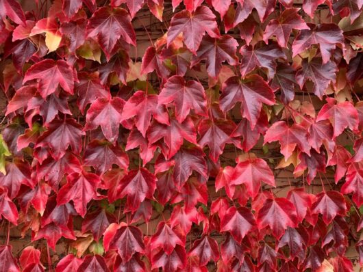 Parthenocissus 'Boston Ivy'