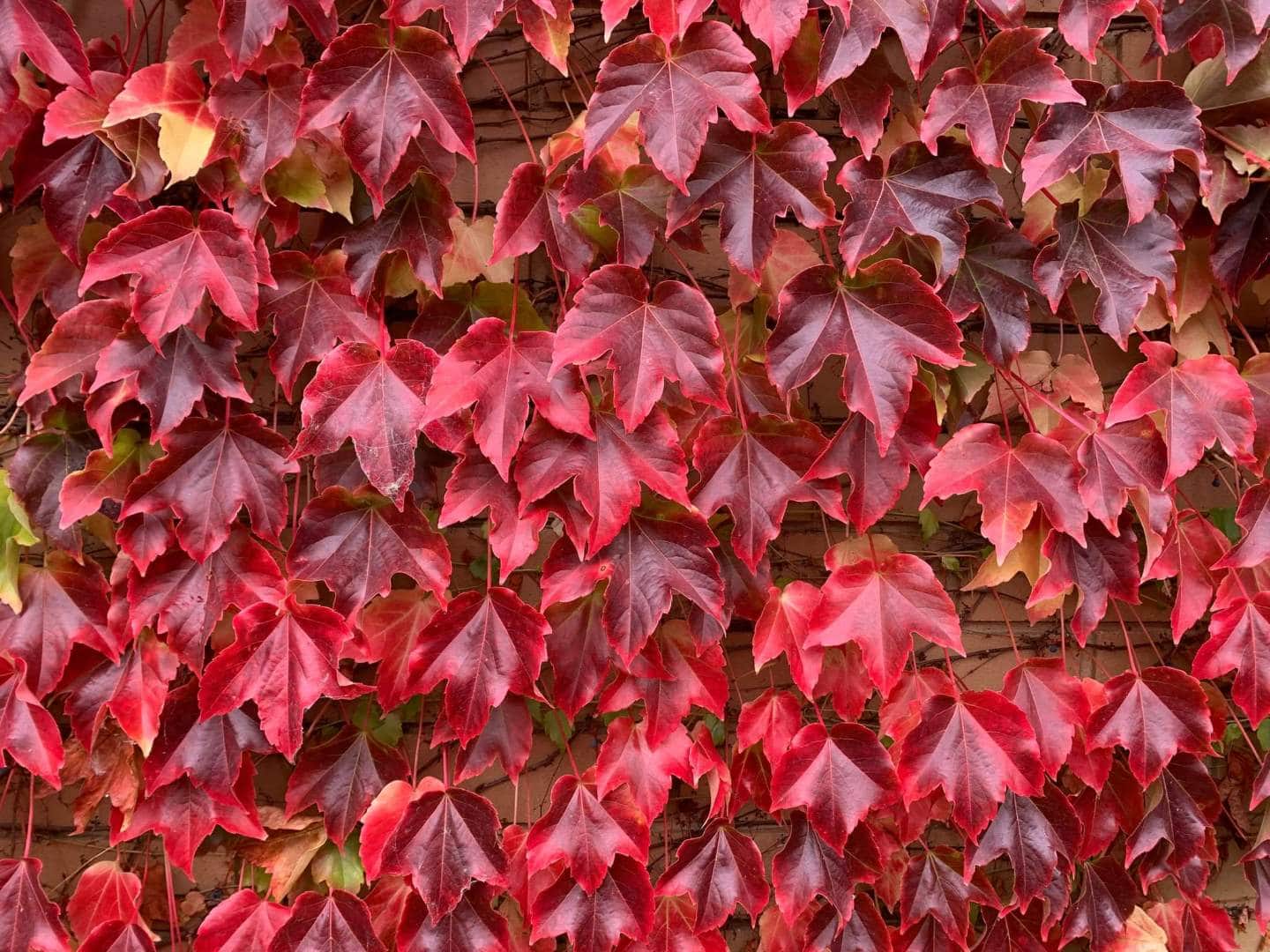 Deciduous Climbers