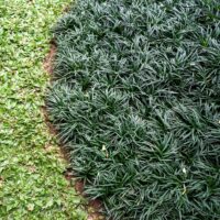 Ophiopogon 'Dwarf' Mondo Grass