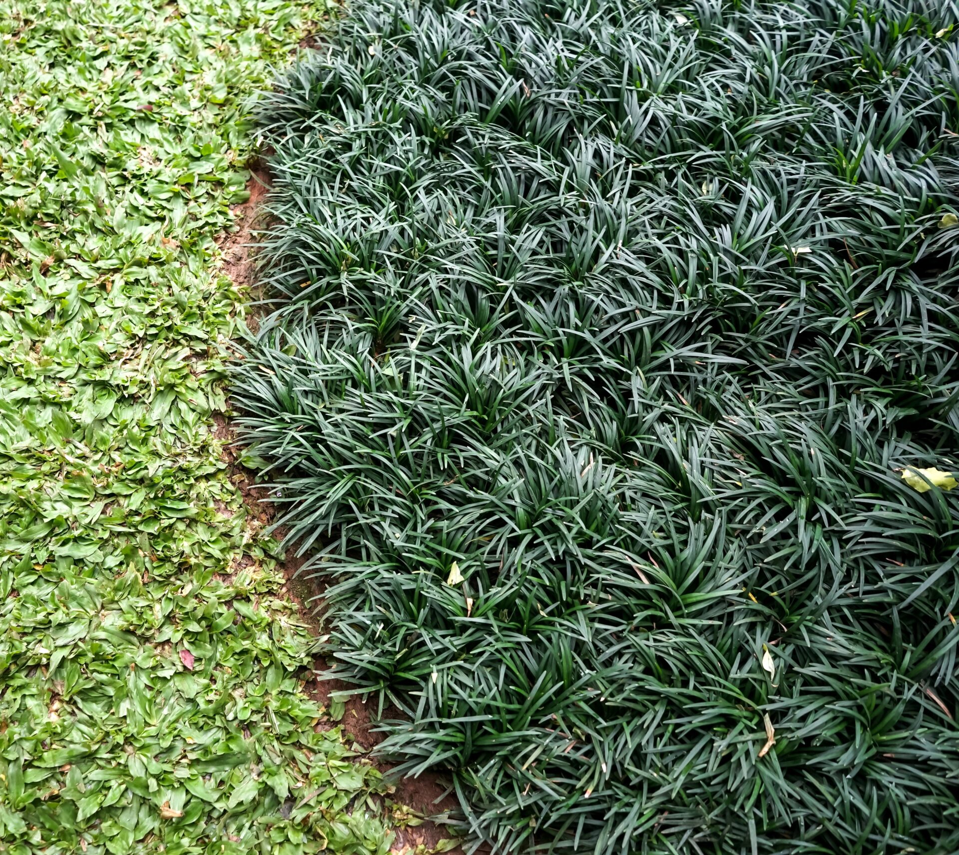 Mondo Grass as a groundcover and lawn alternative