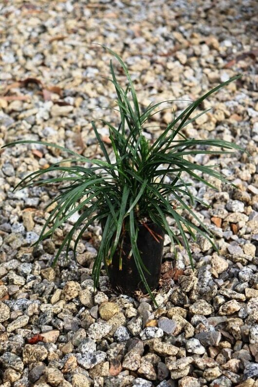 An Ophiopogon 'Tall' Mondo Grass with long, narrow green leaves sits on a gravel surface in its 3" pot.