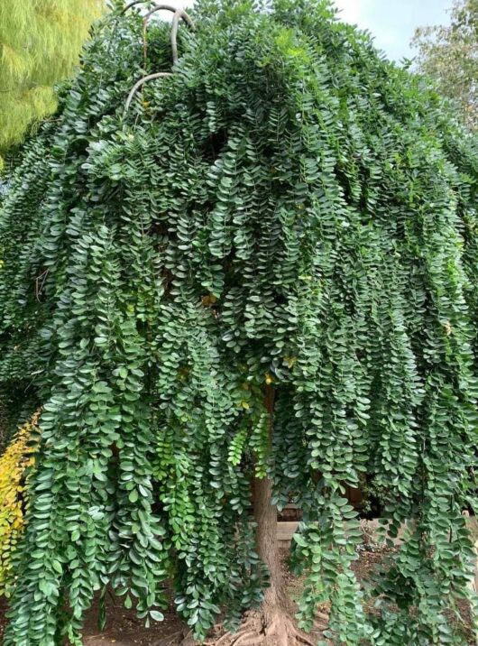 Sophora 'Weeping Japanese Pagoda Tree'