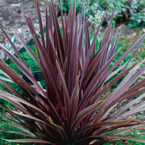 Cordyline Red Sensation