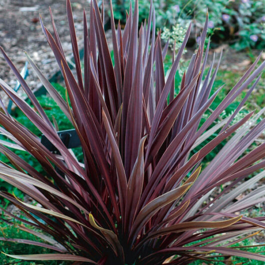 Cordyline Red Sensation