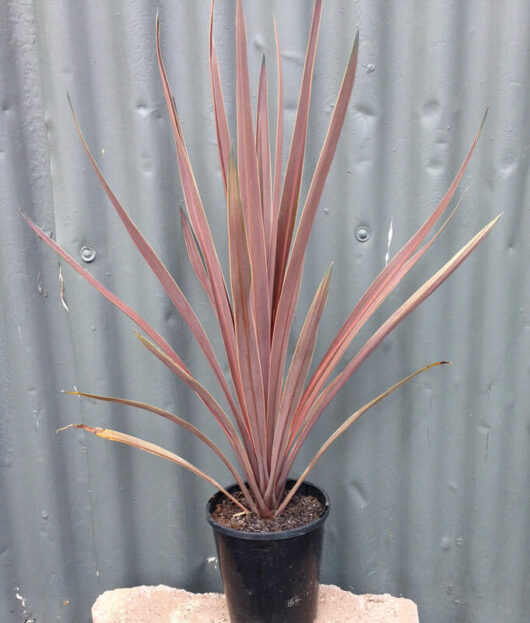 A Cordyline 'Red Sensation' 6" Pot with long brown leaves.