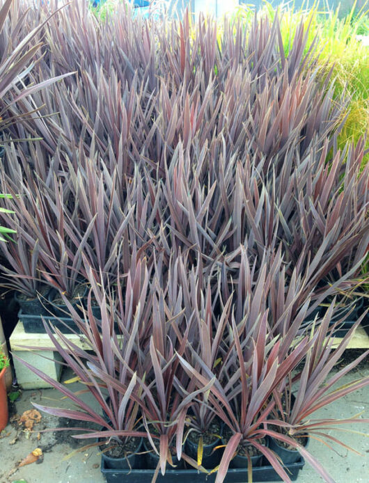 A bunch of Cordyline 'Red Sensation' 6" Pot plants in a garden.