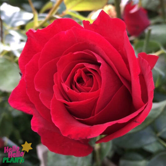 Rose 'Mr Lincoln'