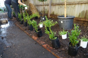 Plants-Set-Out-for-Planting