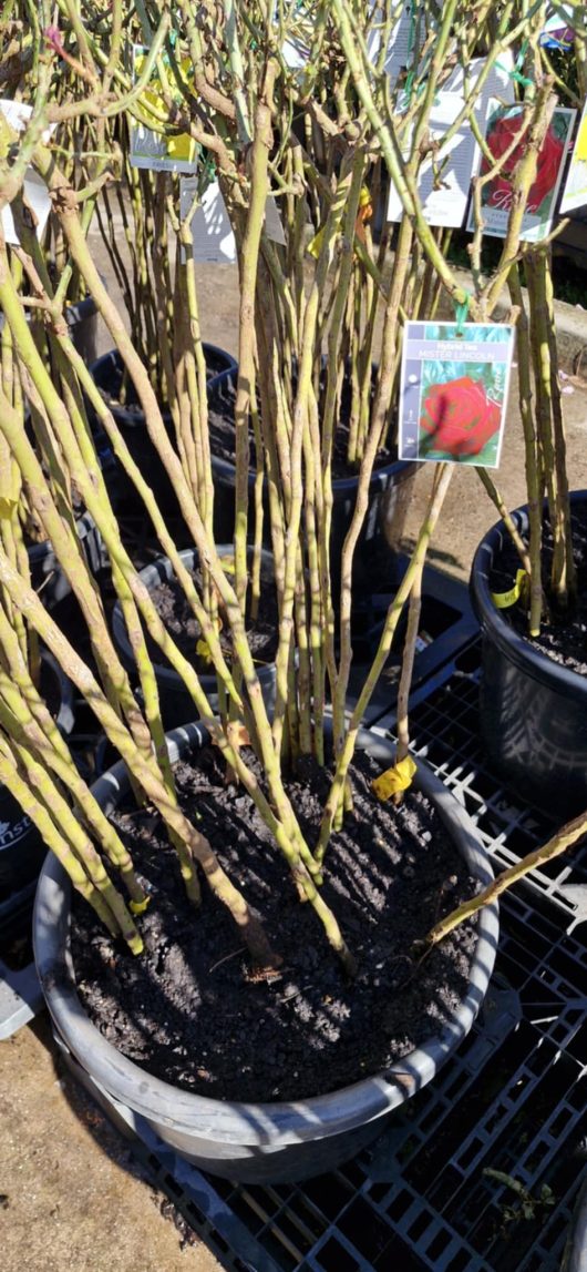 Several Rose 'Mr Lincoln' 2ft Standard (Bare Rooted) plants with tall, leafless stems are displayed outdoors, each tagged to show its striking Mr Lincoln bloom.