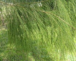 A close up of a tree with green needles.