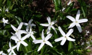 A Jasminum 'Lemon Scented' Jasmine 6" Pot bush with white flowers and green leaves.