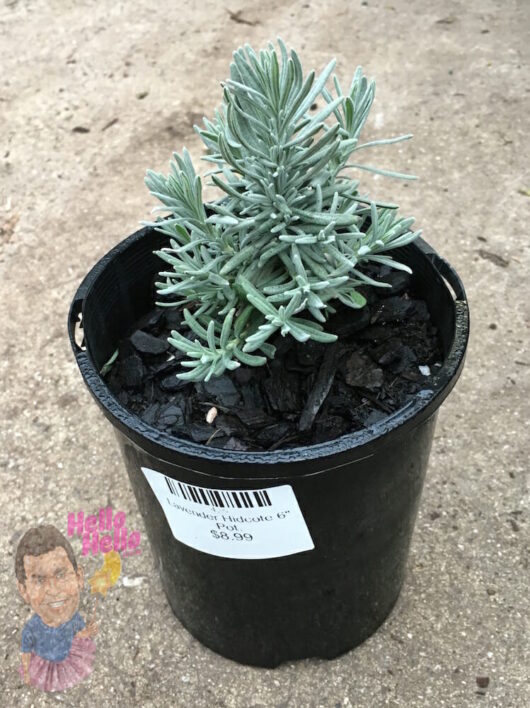 A potted Lavandula ‘Hidcote’ Dwarf Lavender 6" Pot, a dwarf lavender variety, with a price sticker on the container, placed on a concrete surface.