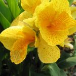 Canna Lily Dwarf Tropical Yellow