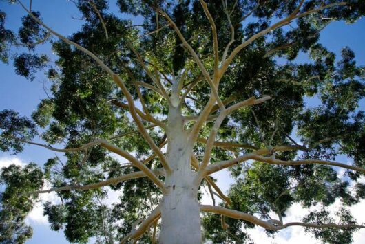 An Angophora 'Smooth Barked Apple' 16" Pot tree with a blue sky in the background.