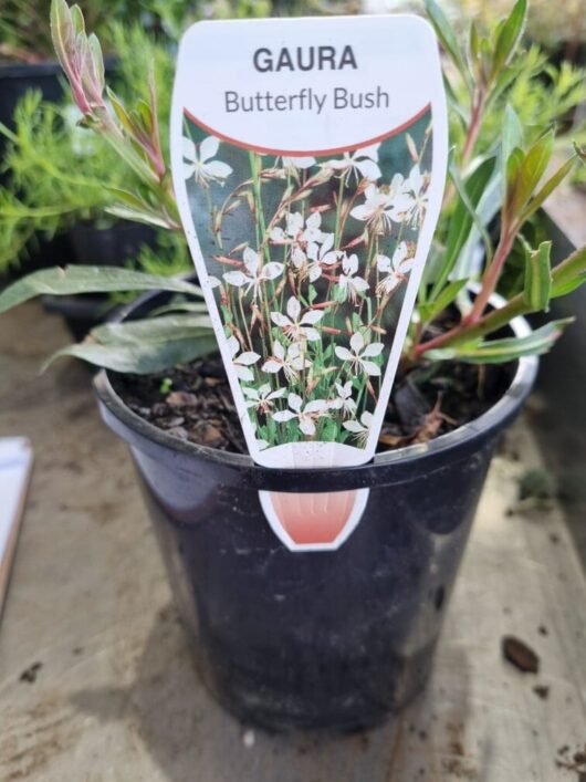Gaura 'White' Butterfly Bush 6" Pot