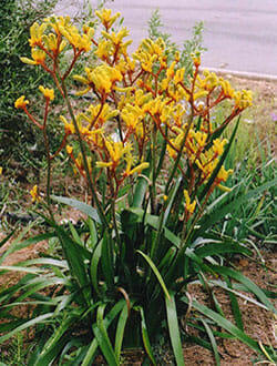 A yellow Anigozanthos 'Gold Velvet™' Kangaroo Paw 7" Pot, with green leaves in the middle of a street.