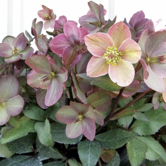 A Helleborus 'Shooting Star' Hellebore with pink and purple flowers in a 7" pot.