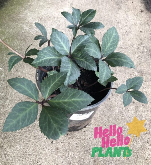 Helleborus 'Honeyhill Joy' Hellebore 7" Pot