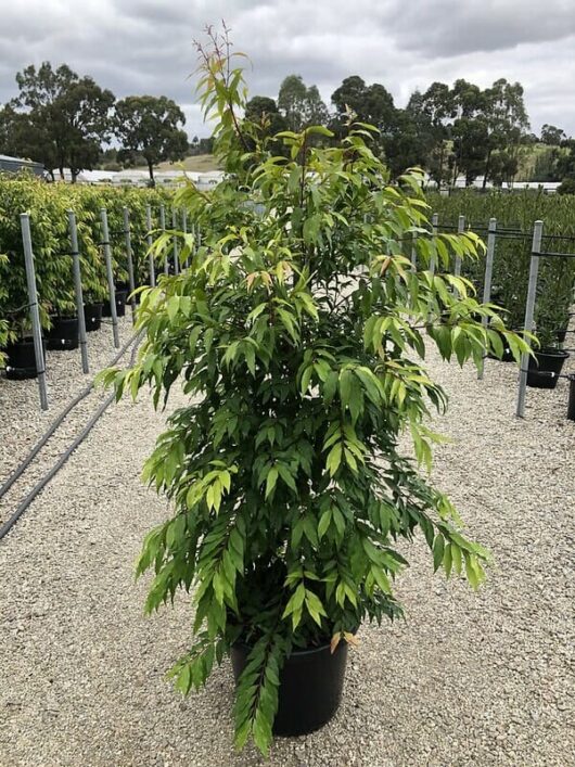 Waterhousia 'Weeping Lilly Pilly' 16" Pot