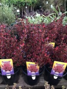 A group of potted Coprosma 'Pacific Sunset' 8" Pot plants with red leaves.