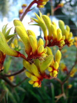 A close up of the Anigozanthos 'Gold Velvet™' Kangaroo Paw 7" Pot flowers on a plant.