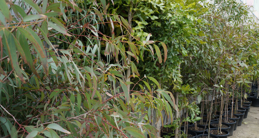 Massive Eucalyptus tree clearance.