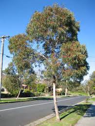 An Eucalyptus 'Red Flowering Yellow Gum' 16" Pot, standing on the side of a street.
