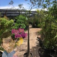 Queensland Bottle 12inch pot In Store @ Hello Hello Plants
