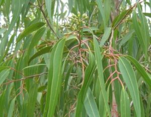 Close-up of a Corymbia 'Scentuous™' Lemon Scented Gum tree, focusing on its narrow green leaves and clusters of budding flowers amidst reddish stems.