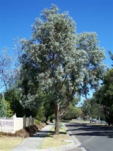 Eucalyptus 'Silver Stringybark Gum' 12" Pot in a 12" Pot.