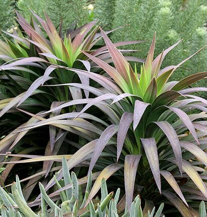 A Yucca desmetiana 'Soft Leaf Yucca' 8" Pot with purple and green leaves in a garden.