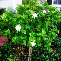 Gardenia 'Magnifica' 3ft Standard 8" Pot