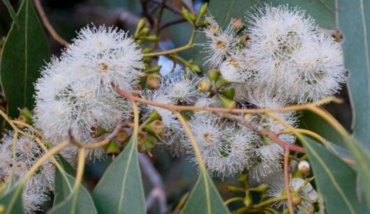 A Eucalyptus 'Swamp Gum' 10" Pot with white flowers and leaves.