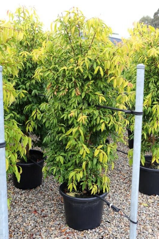 Young Waterhousia 'Weeping Lilly Pilly' 16" Pot trees aligned on a gravel surface, supported by metal stakes, with lush green leaves.