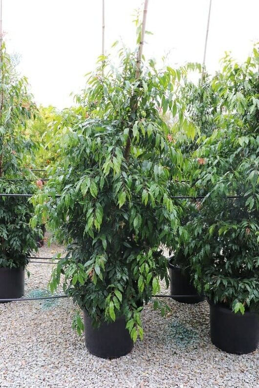 A Waterhousia 'Weeping Lilly Pilly' in a 16" pot stands tall outdoors on gravel, its dense green foliage surrounded by other potted trees.