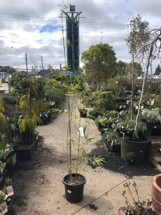 Tall potted Bambusa 'Gracilis/Slender Weavers' Bamboo 12" Pot for sale in an outdoor garden center with other various plants and trees visible in the background.