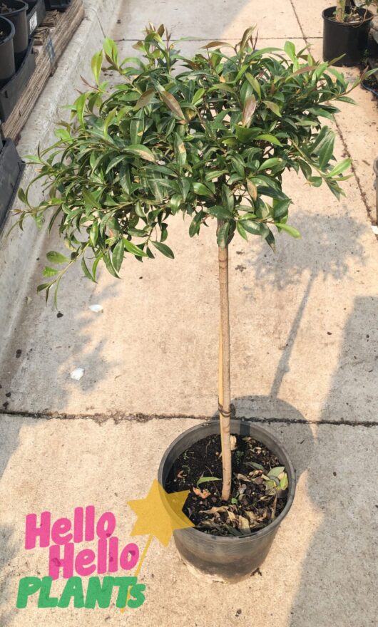 Syzygium Lilly Pilly 'Standard' 3ft 8" Pot