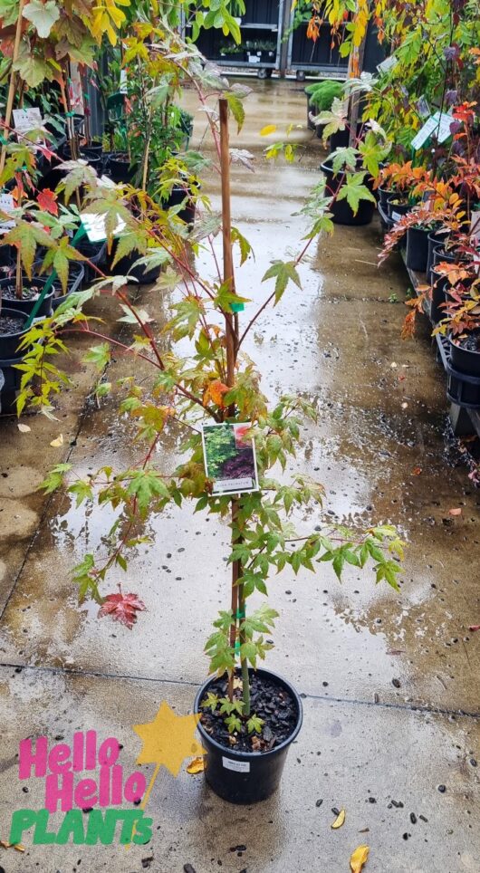 Acer palmatum 'Japanese Maple' 7" Pot
